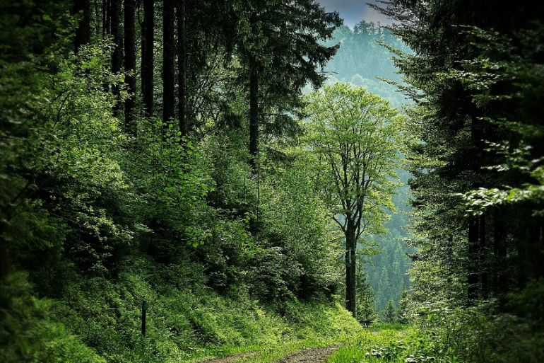 erdő