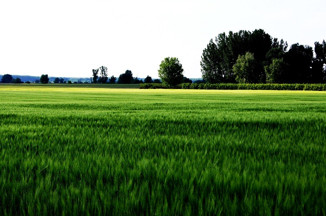 búzamező
