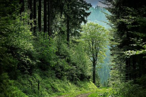 erdő